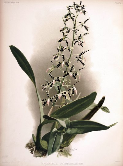 Prosthechea prismatocarpa syn.: Epidendrum prismatocarpum - London H. Sotheran and Co.